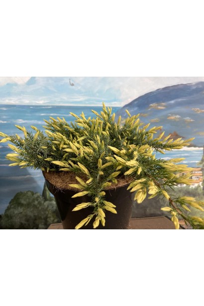 Ялівець Sunflower у чорному горщику.